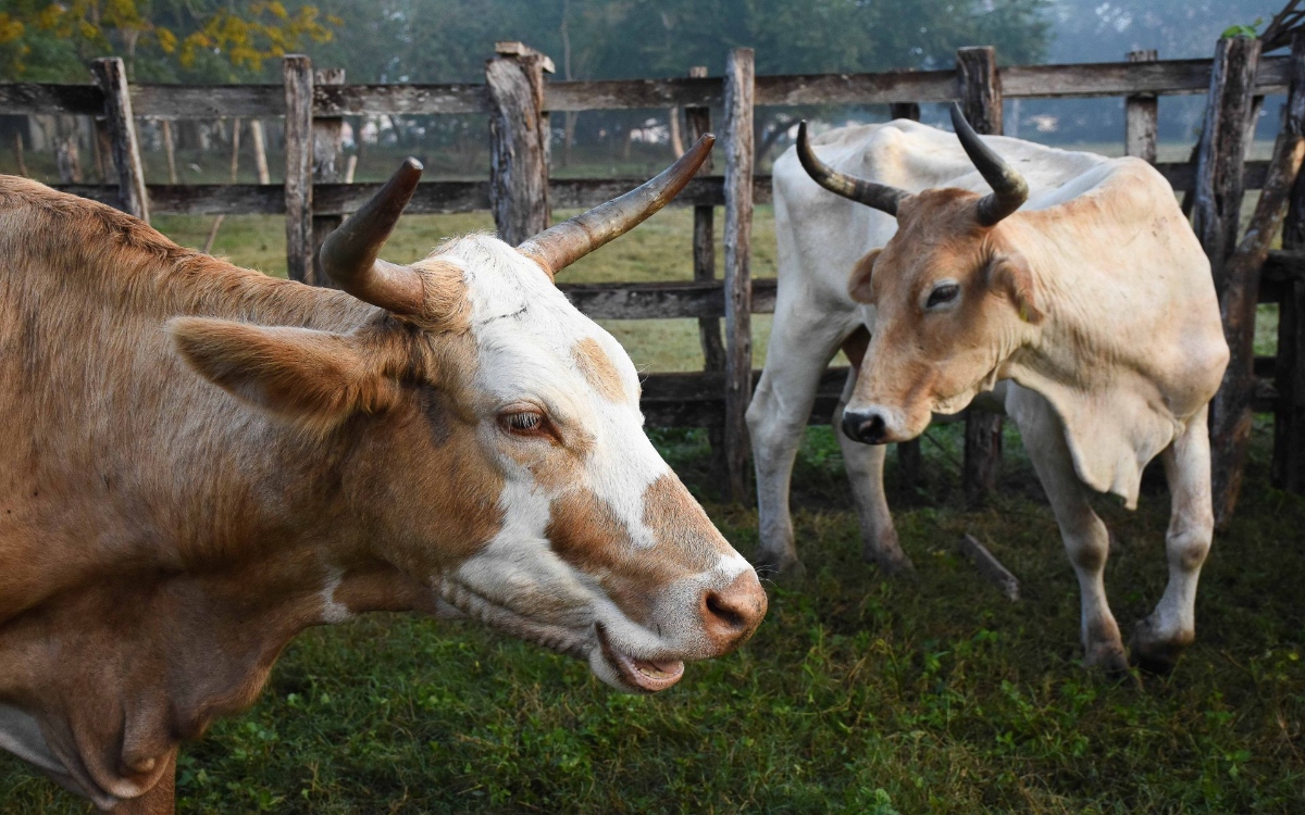 Industria de carne en México, en busca de nuevos mercados ante cierre de Estados Unidos