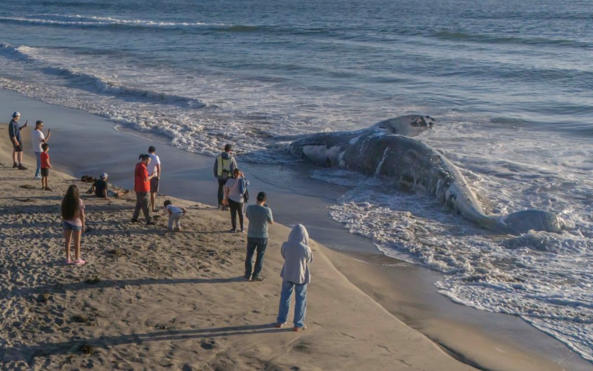 Hallan ballena muerta en Playas de Tijuana | Fotos