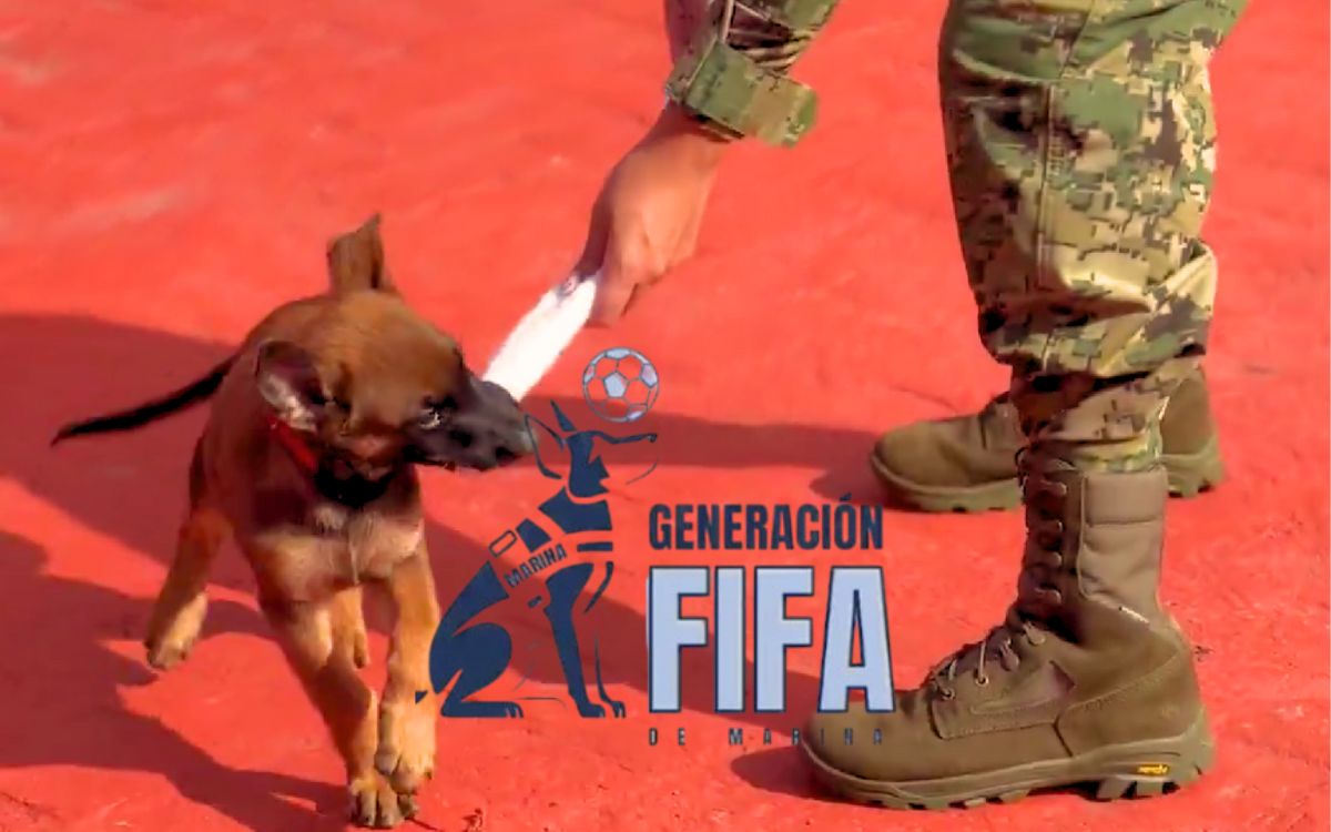 Marina presenta la ‘Generación FIFA’, cachorros entrenados para la seguridad en la Copa Mundial 2026