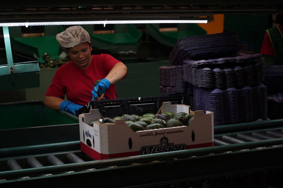 IMSS: 333,303 empleos formales se crearon en los primeros nueve meses de 2025