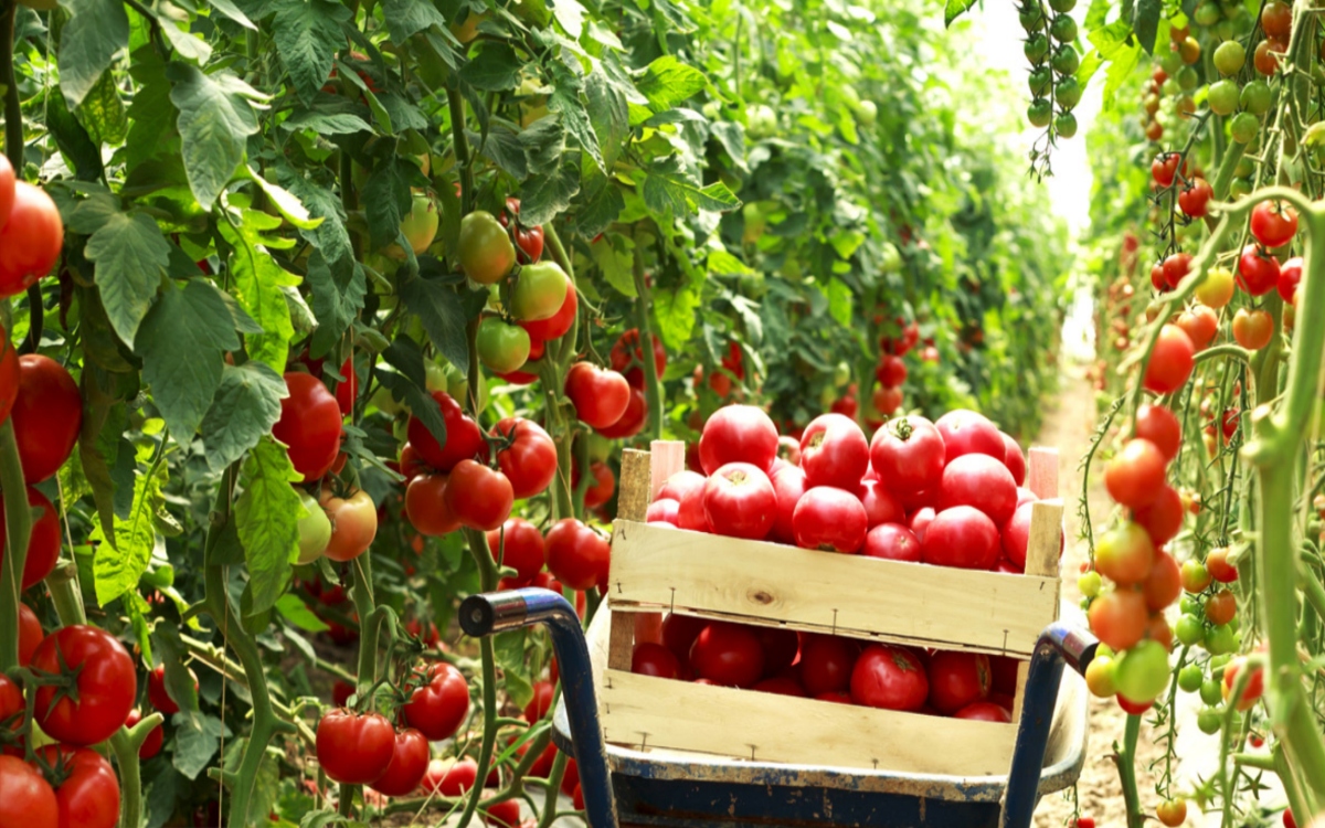 México fija precios mínimos de exportación para el tomate fresco