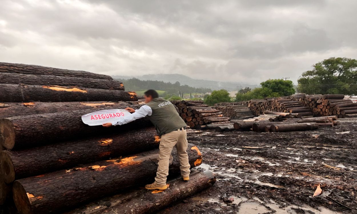 Tala ilegal avanza en México y se relaciona con crimen organizado: Profepa