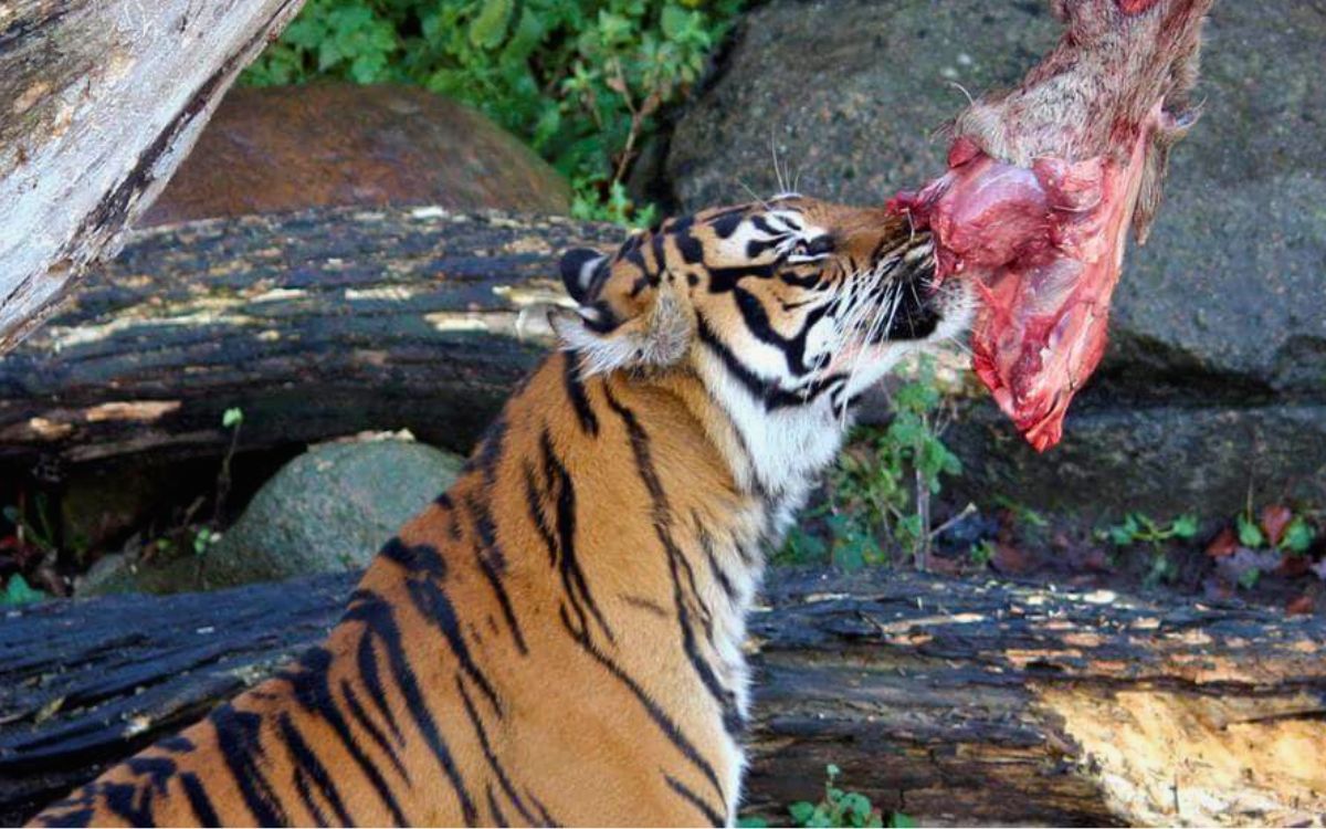 Zoológico danés genera polémica por pedir mascotas para alimentar a sus tigres y leones