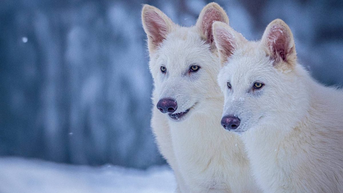 EXCLUSIVO: Colossal's Dire Wolves supere a los lobos modernos en tamaño con planes para expandir el paquete
