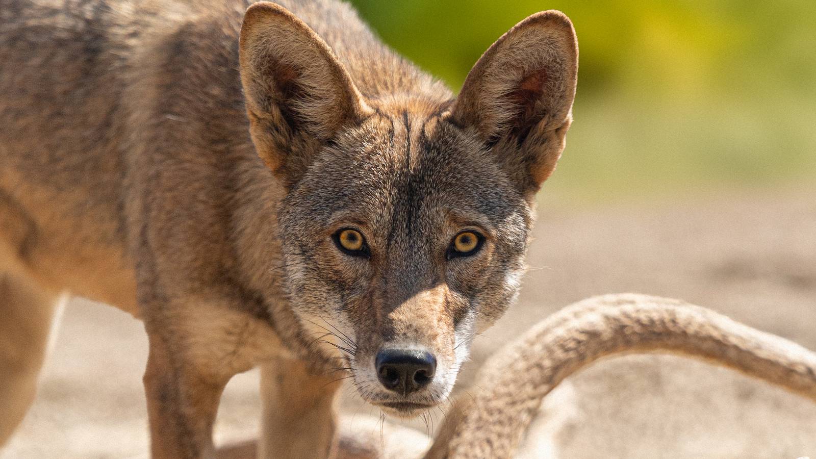El clonado lobo rojo de Colossal vuelve uno: un símbolo de esperanza para la conservación