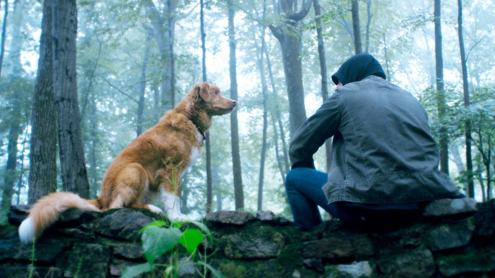 Good Boy Trailer: la invasión de la casa del perro de Shudder el horror aumenta la ansiedad
