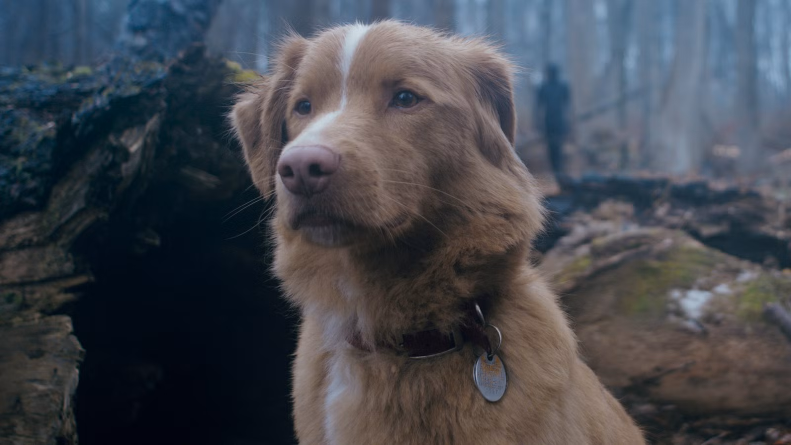 Director de Horror de Invasión Viral de la Casa Mira si el perro está bien después del 2000% de Google Search Spike