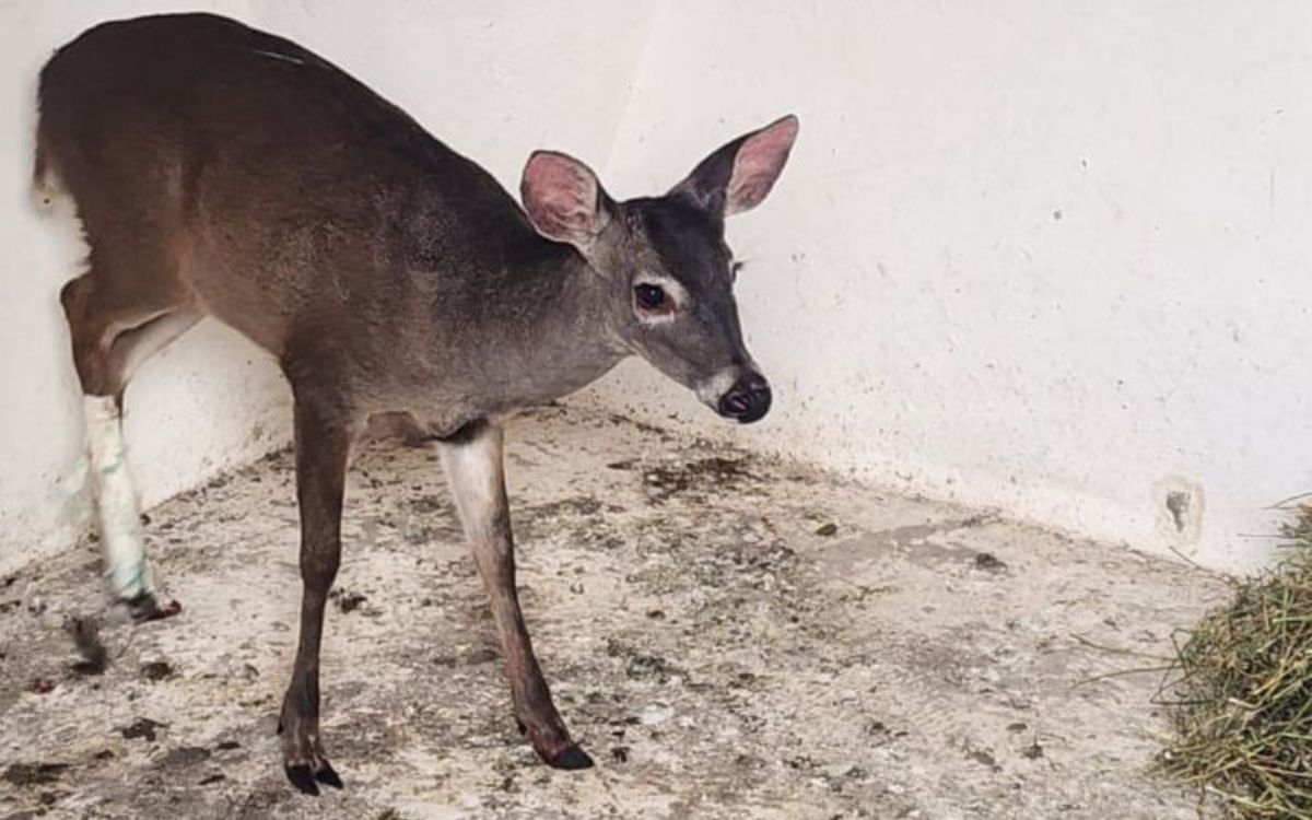 Brigada de Vigilancia Animal rescata a un venado lesionado en Cuajimalpa