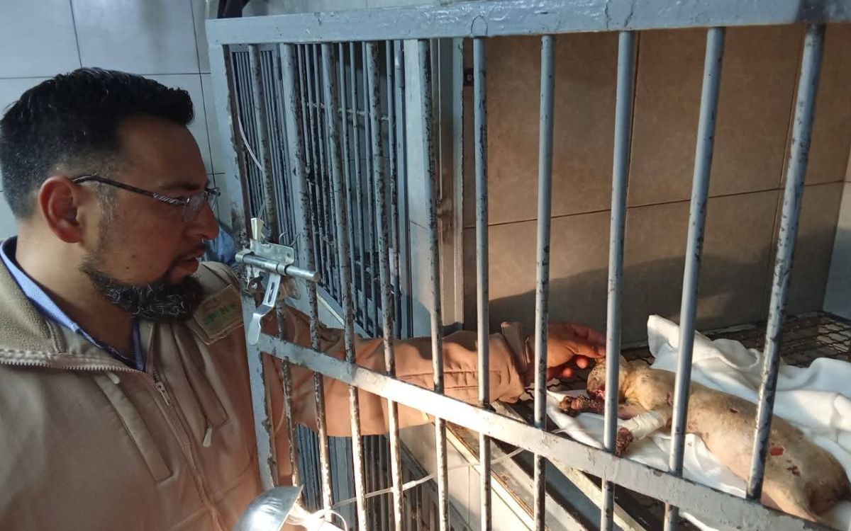 CDMX | Animalistas y autoridades rescatan a animales afectados por explosión en Iztapalapa
