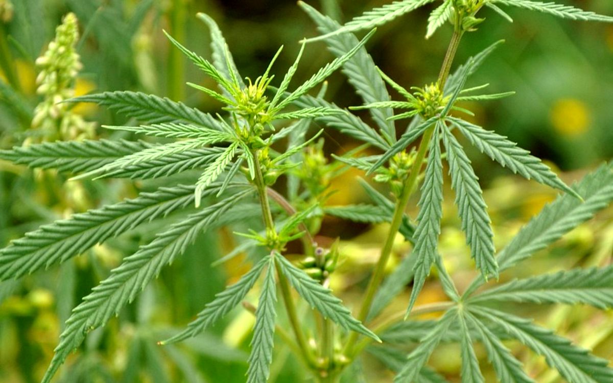 CDMX | Invernadero de mariguana con 1,153 es desmantelado en operativo conjunto