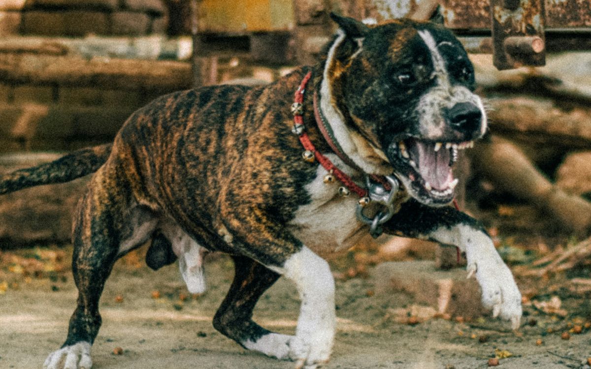 CDMX: Pitbull arranca brazo a mujer de 73 años; arrestan a la dueña