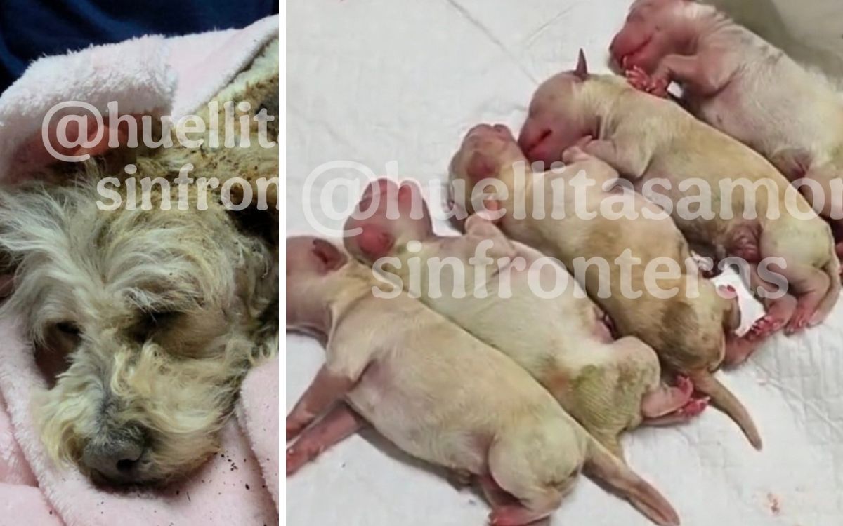 Cereza, perrita embarazada sobrevive a explosión en Iztapalapa y da vida a cinco cachorros