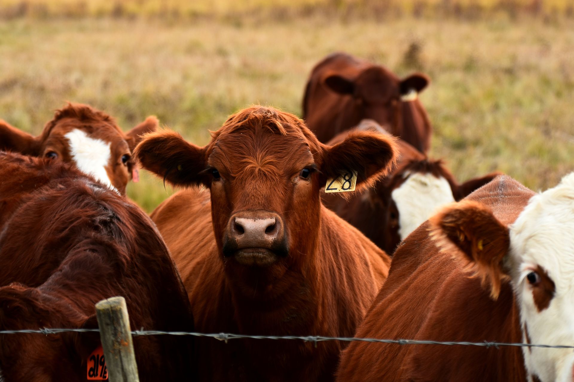 México confirma un caso de gusano barrenador en Nuevo León