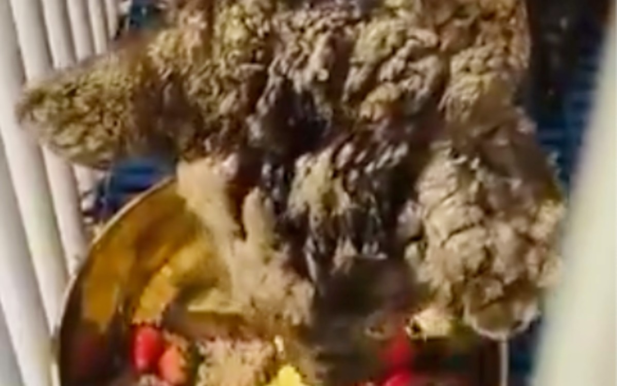 ¡Por fin! Rescatan a la osa ‘Mina’ de zoológico en Nuevo León