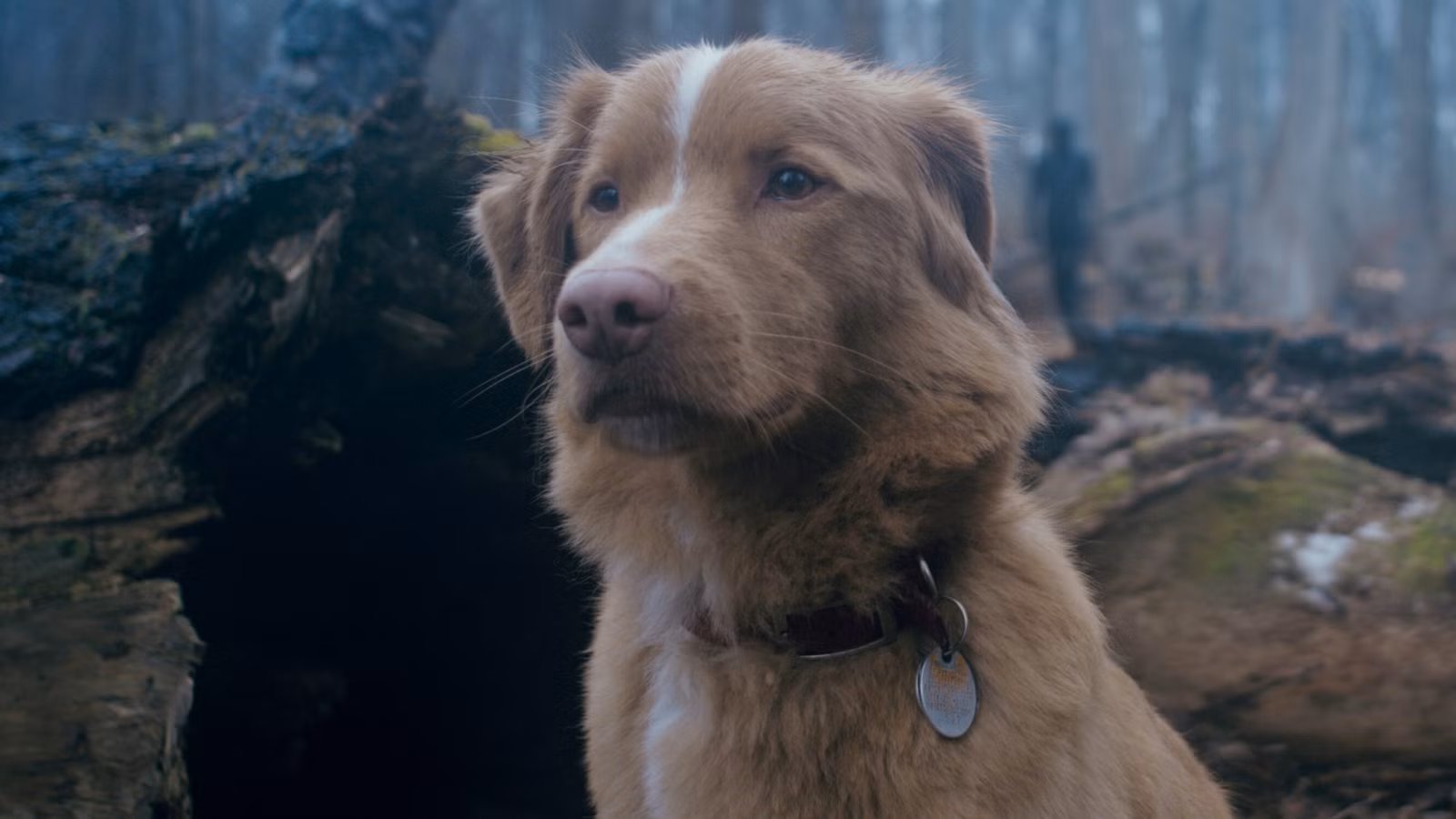Good Boy Dog envía una sincera carta a la Academia para su consideración por el Oscar