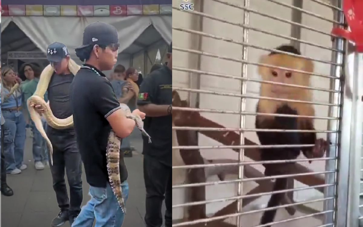 Capturan en el Zócalo un mono, un caimán y una serpiente en transporte ilegal | Video