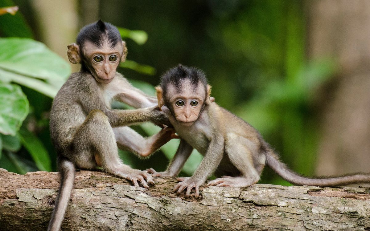 Dan 4 años de cárcel a hombre por conspirar para producir videos de tortura y abuso sexual a monos