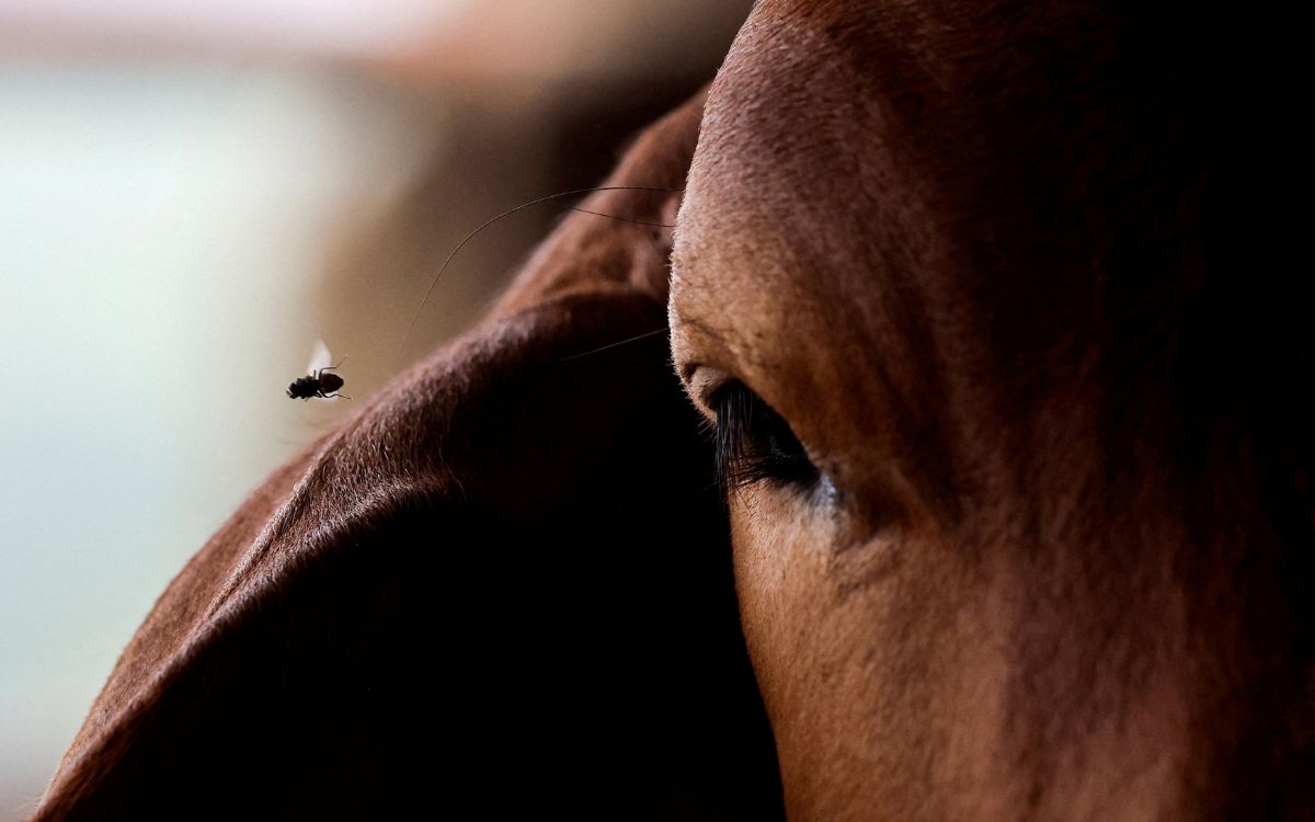 México espera erradicar gusano barrenador con nueva planta de mosca estéril
