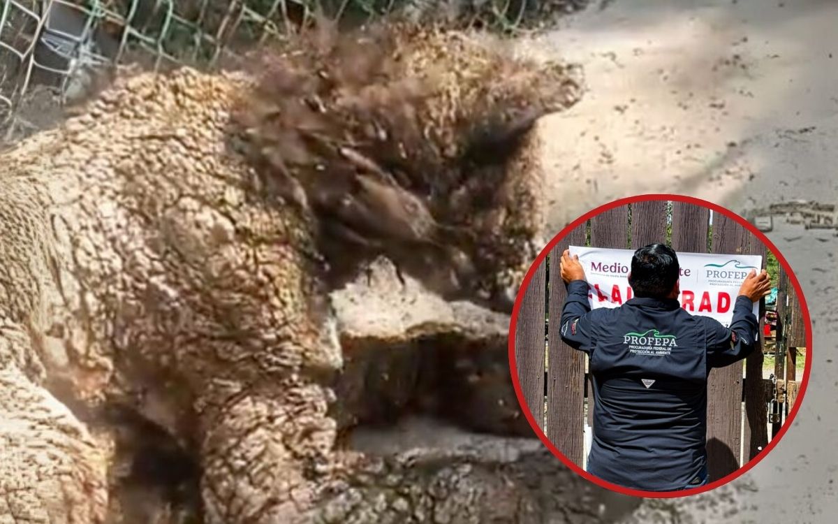 Profepa impone clausura temporal total al zoológico La Pastora por maltrato a la osa Mina