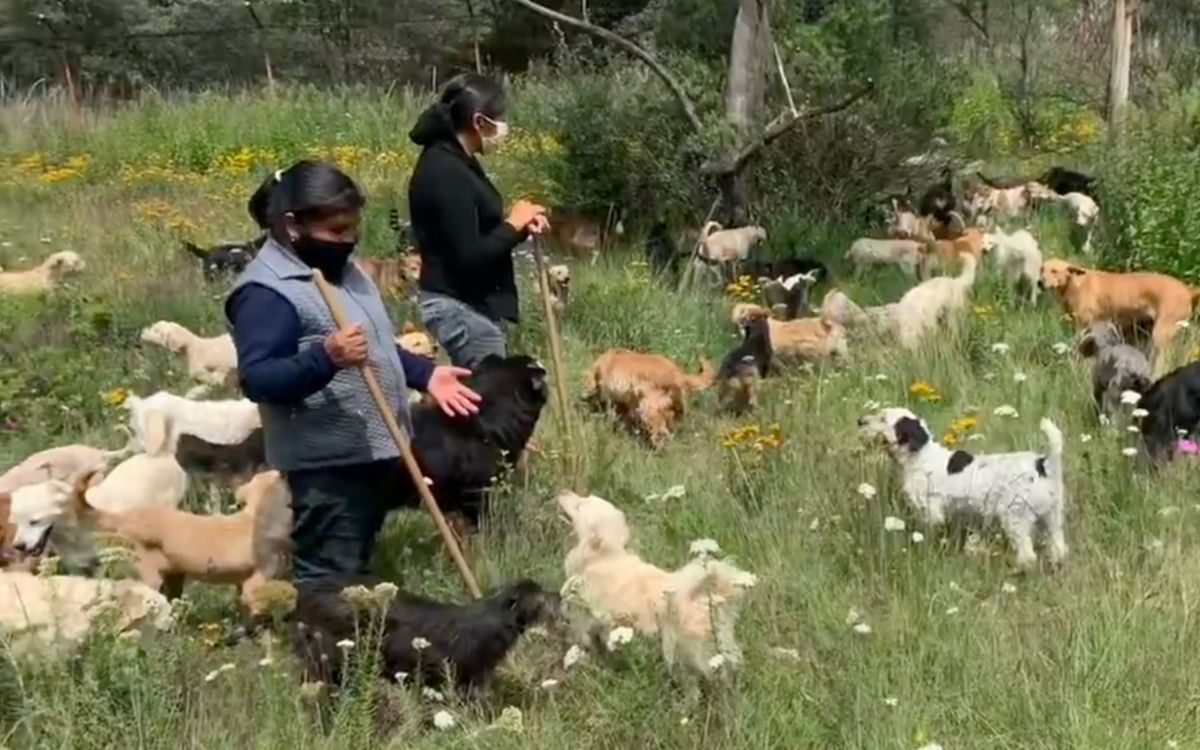 Suspensión obliga a devolver predio al Refugio Franciscano; Fundación Hagenbeck está en desacato, acusa abogado
