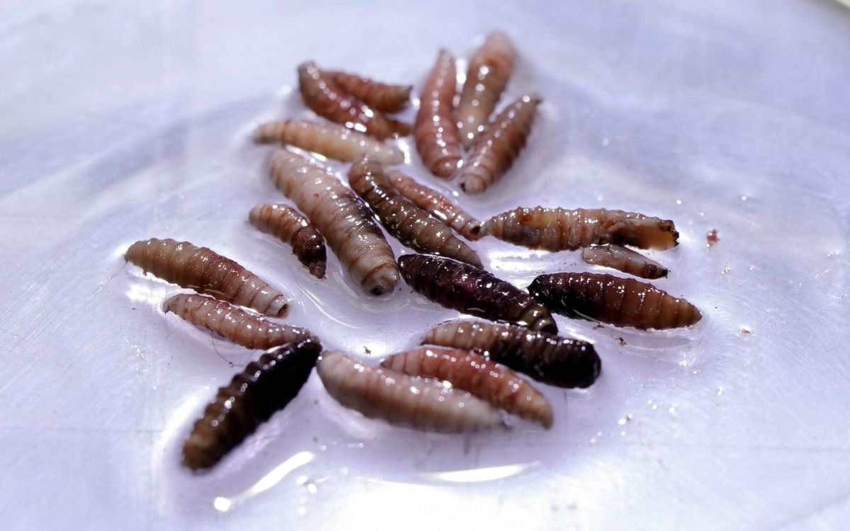 Detectan primer caso de gusano barrenador en Michoacán