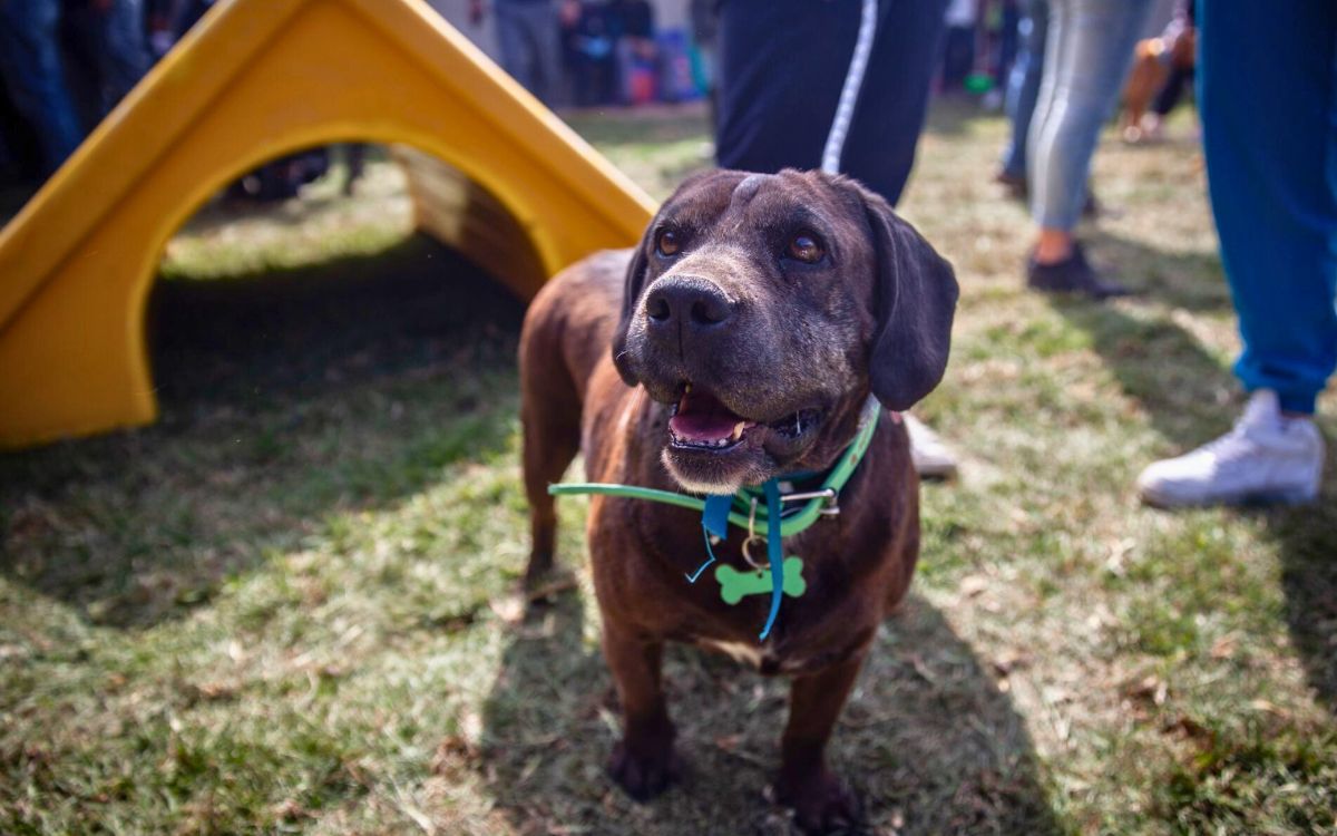 Dinero de venta de predio será usado para cuidado de animales: Fundación Haghenbeck