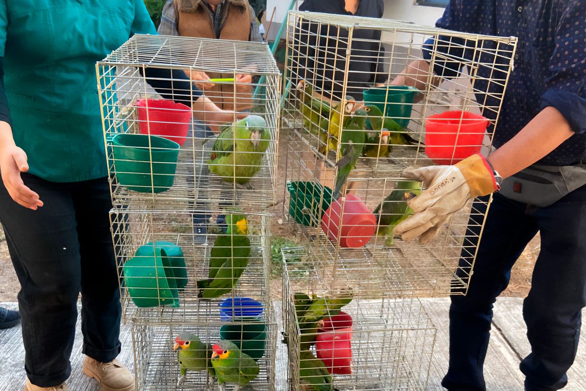 Profepa asegura más de 100 aves silvestres en tianguis de Morelos