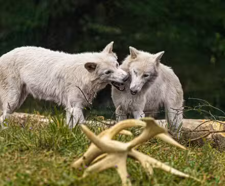 Lobos Dire: Primer cumpleaños de Rómulo Remus