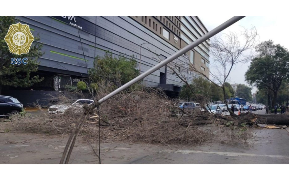 Árbol paraliza avenida Patriotismo en la CDMX
