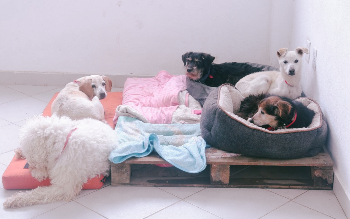 Avalan dar en adopción a 936 animales del Refugio Franciscano