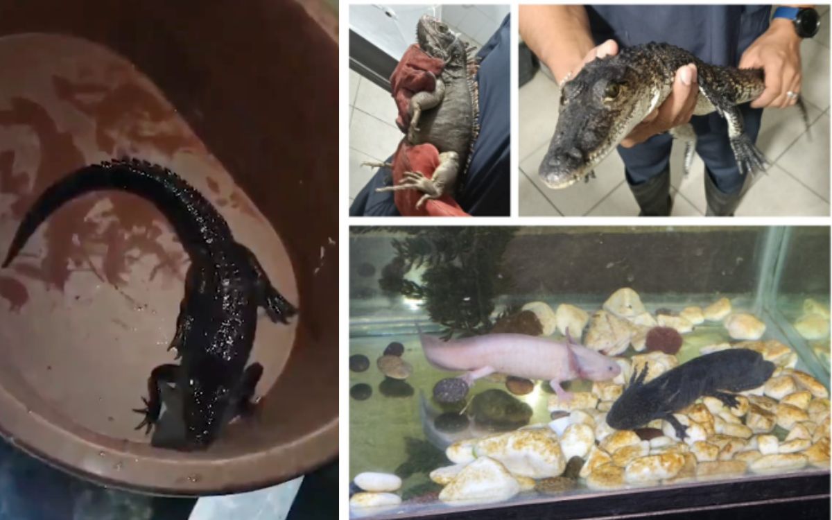 Cocodrilo, ajolotes y droga, asegurados tras cateo a una casa de seguridad en la Venustiano Carranza