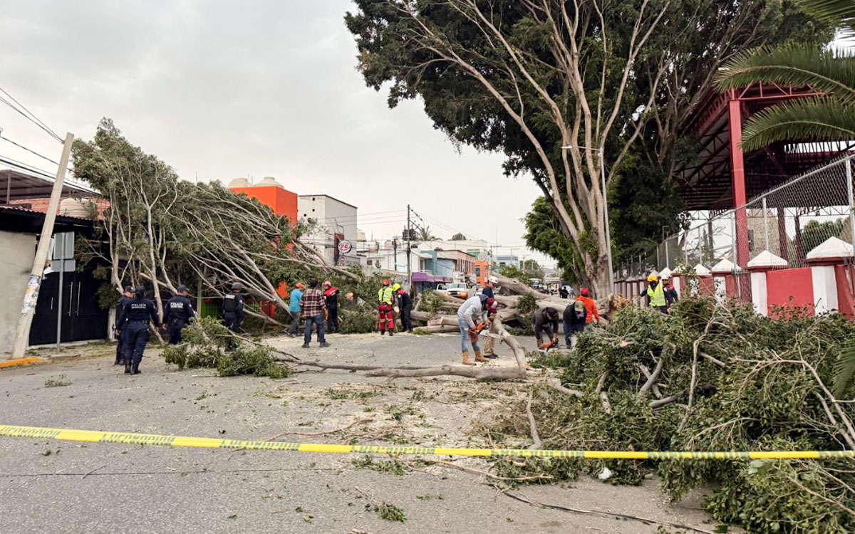 Fuertes vientos derriban una decena de árboles y un techo en la capital de Oaxaca