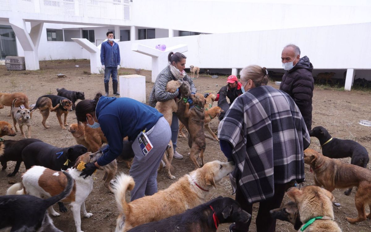 Refugio Franciscano asegura que no pueden darse en adopción los animales asegurados durante operativo