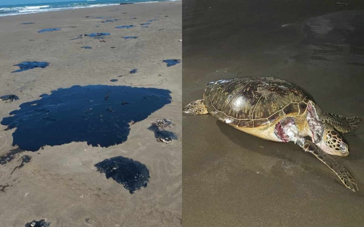 ‘Sigue llegando chapopote mortífero’; comunidades documentan afectaciones por derrame en el Golfo de México