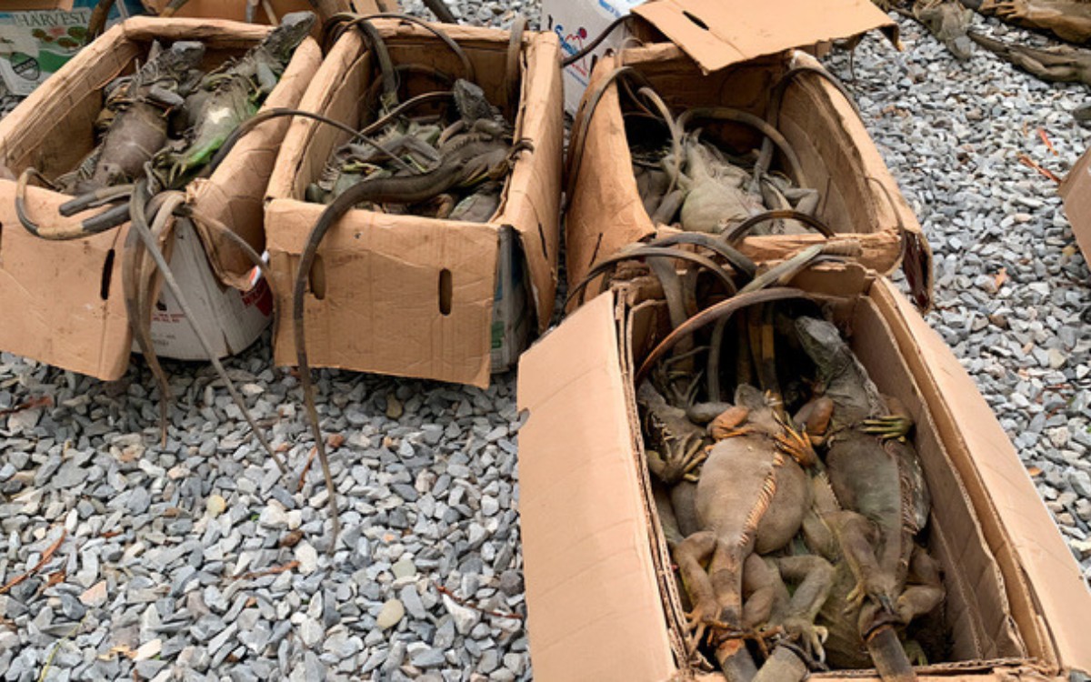 Rescatan 192 iguanas verdes en Oaxaca; investigan posible tráfico ilegal