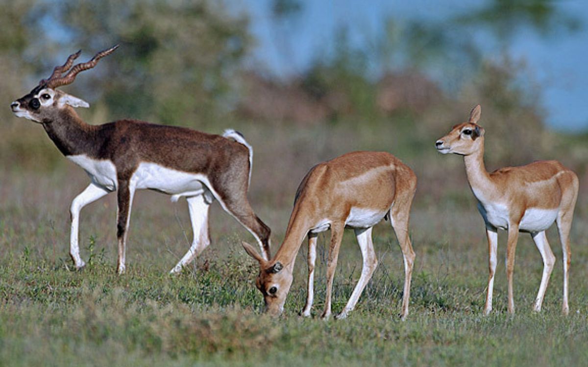 Tirador mata a cría de antílope negro en zoológico de Viena