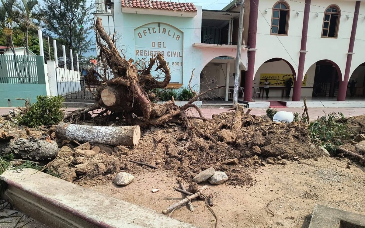 Denuncian otro ecocidio, ahora en Oaxaca; alcalde taló árboles para 'obra deportiva'