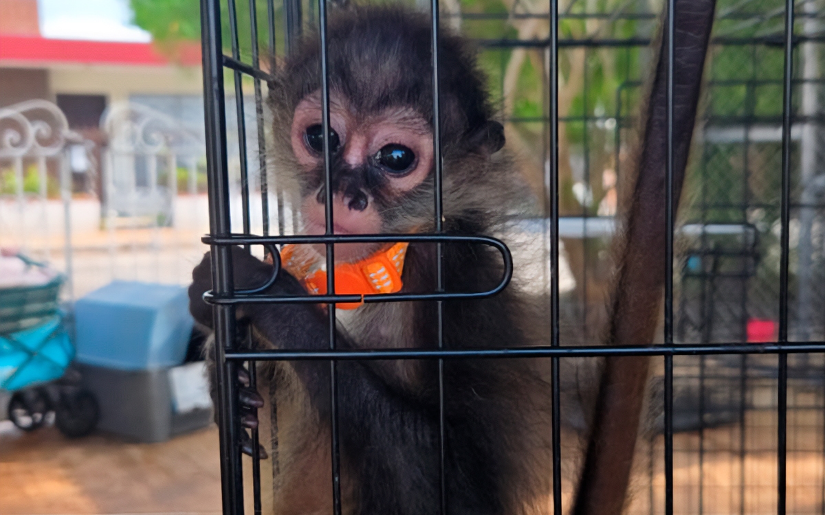 Rescatan 482 ejemplares de flora y fauna en operativo contra el tráfico ilegal