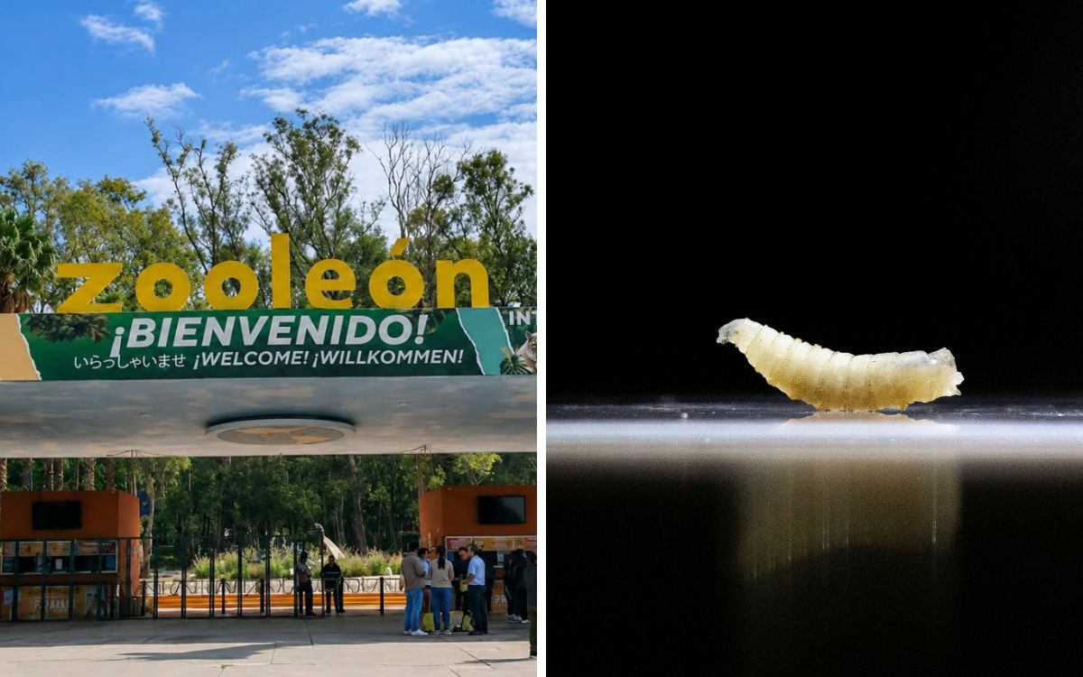 Gusano barrenador llega por primera vez a un zoológico de México