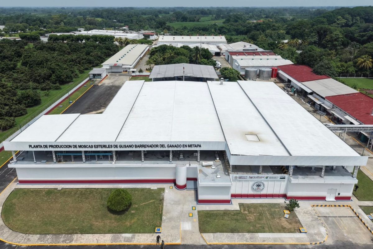 México y EE.UU. inauguran planta de moscas estériles contra el gusano barrenador en Chiapas