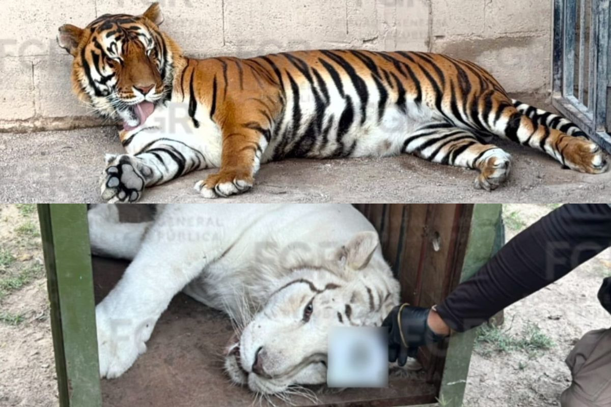 Tras denuncia de hombres armados y animales exóticos, FGR rescata tigres de bengala y ocelote