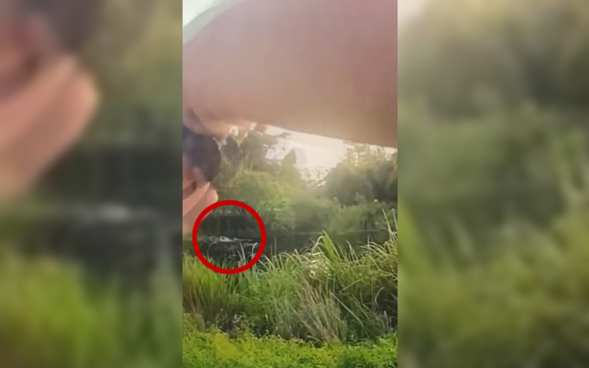 Video | Sujeto que huía de la Policía fue atacado por un caimán en Luisiana