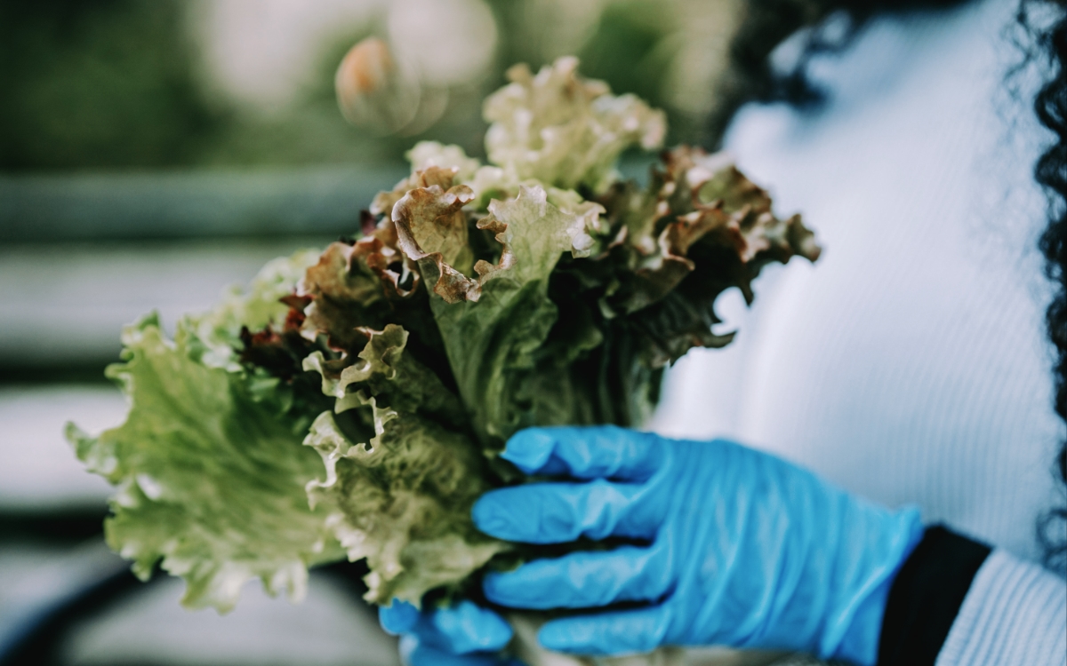 Salud realiza estudio epidemiológico a lechuga tras brote de ciclosporiasis en EE. UU.