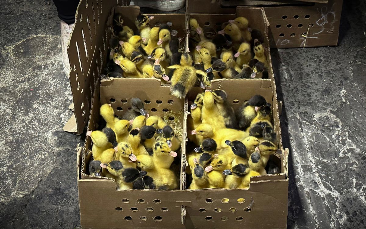 Vacío legal permite la venta masiva de patos como Merlín en mercados