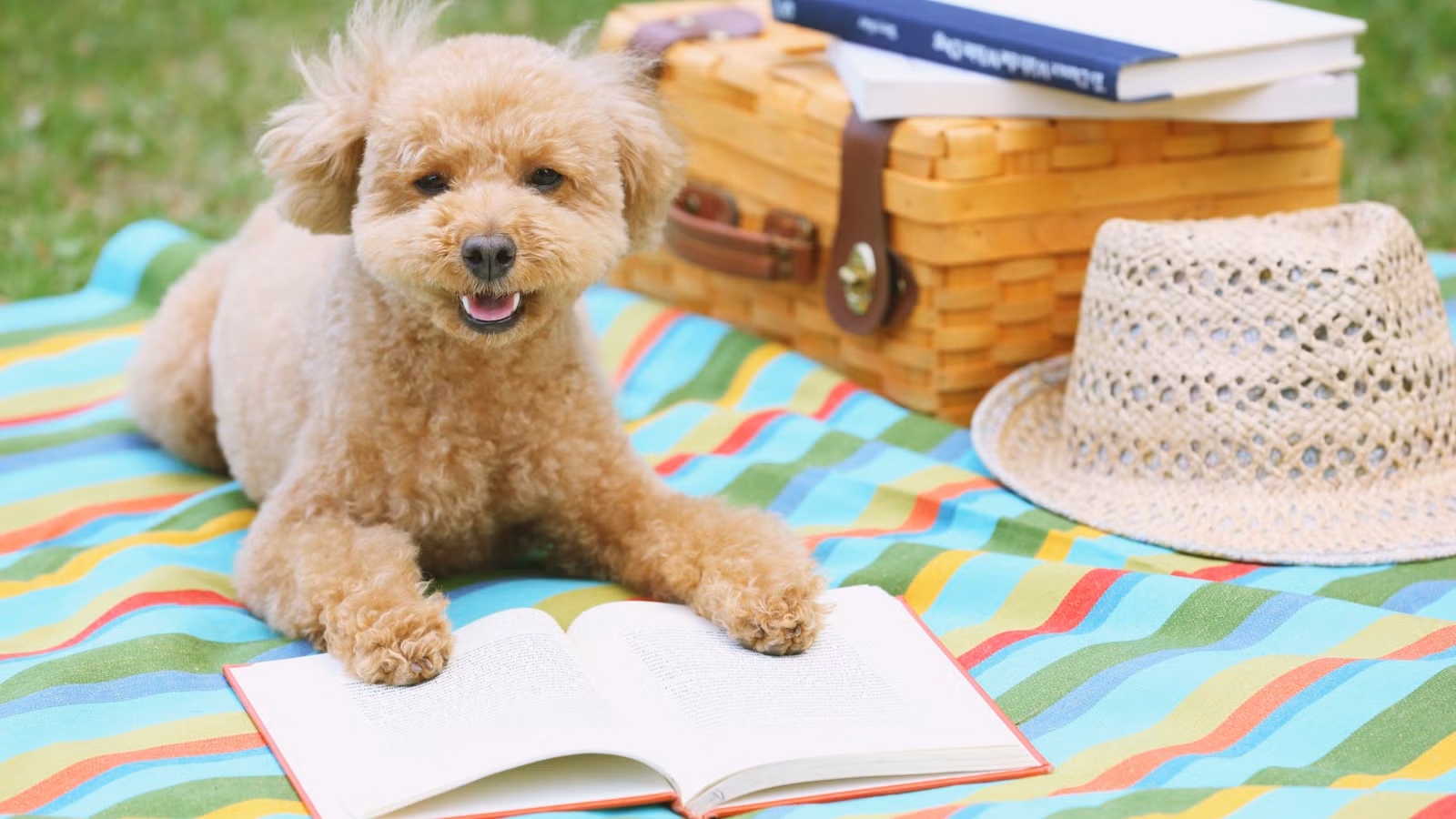 10 mejores nuevos romances de verano para mantener el calor durante el otoño
