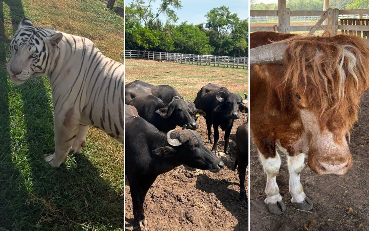 Monos araña, bisontes, hienas... aseguran 130 animales exóticos en Tamaulipas