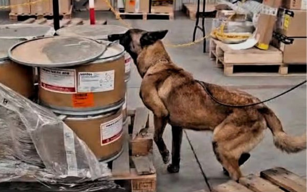 Perro de la Marina detecta dos cargamentos de droga en el AICM