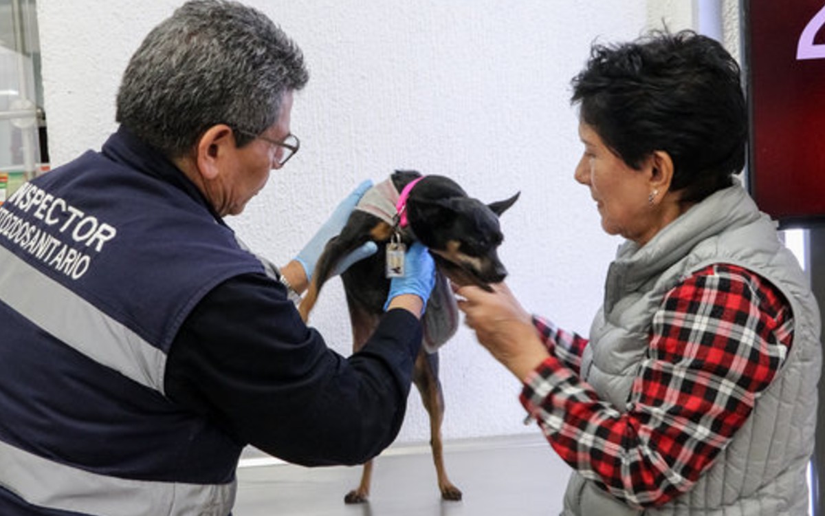 Perros deben pasar inspección contra gusano barrenador para cruzar la frontera México-EE. UU.