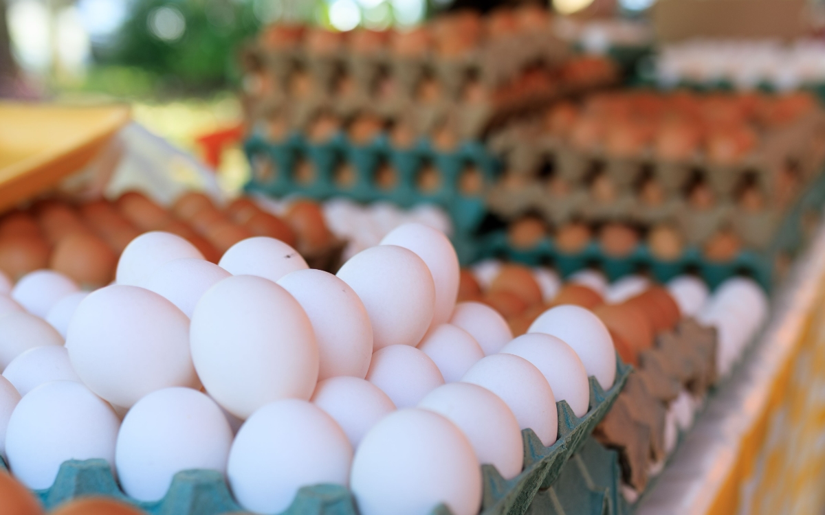 Por salmonela, EE. UU. retira 19 millones de huevos del mercado