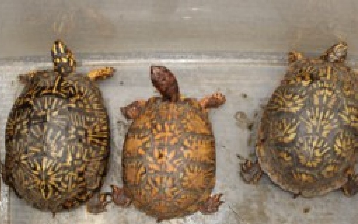 Procesan a acusada de traficar reptiles exóticos en San Diego
